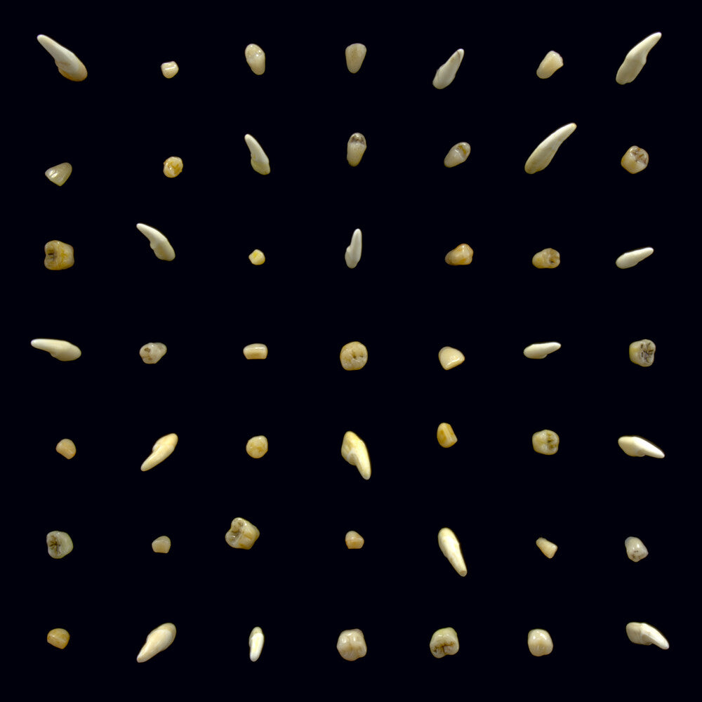 the album cover for clipping. - Visions of Bodies Being Burned [2LP]