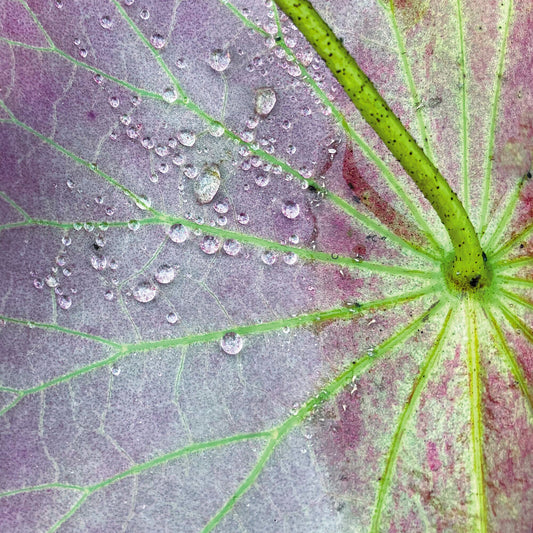 the album cover for Peter Chilvers - Dust 2 (10in)