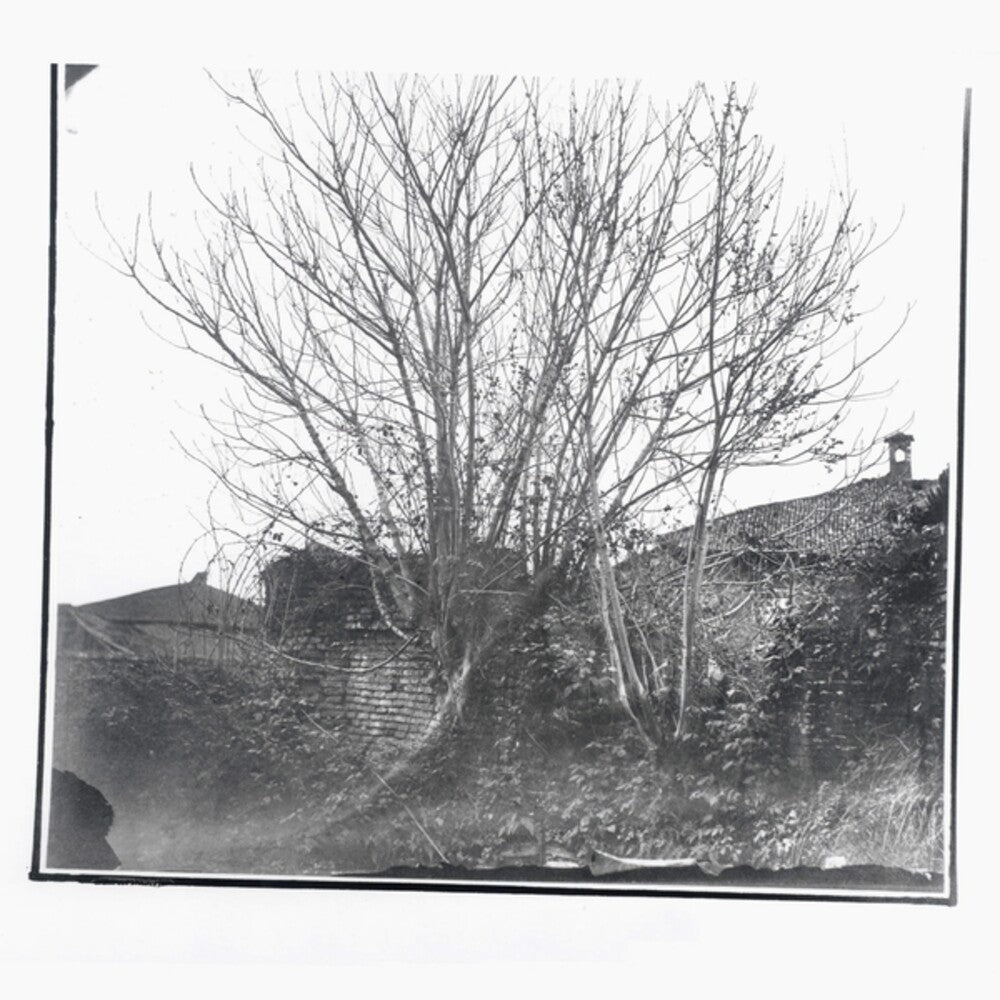 the album cover for Siavash Amini - Caligo