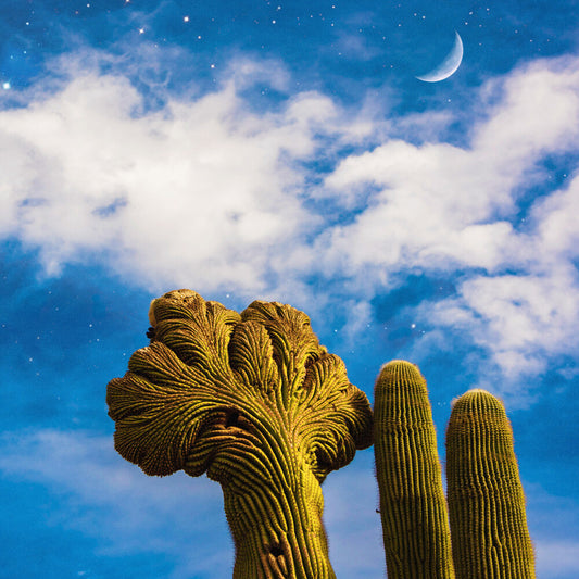 the album cover for Diespnea - Radici