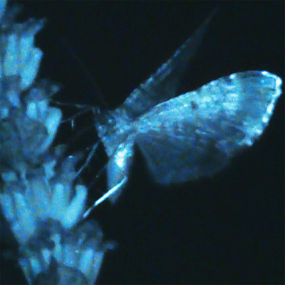 the album cover for Annika Bennet - Triple Shooting Star