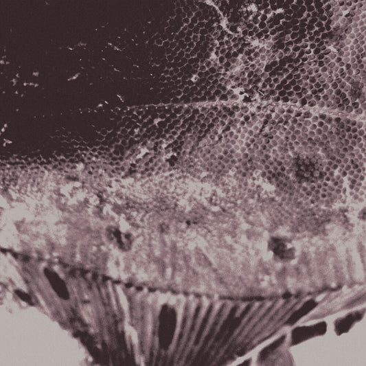 the album cover for Mark Ijzerman - Flounder Maps